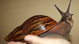 חילזון אדמה אפריקאי, צילום: אינסטגרם zoologylife